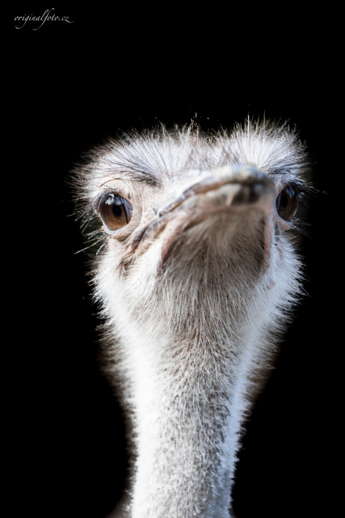 Focení zvířat, rodin a svateb - svatební a rodinný fotograf Brno, Praha, Havlíčkův Brod, Vysočina, Ostrava - www.originalfoto.cz