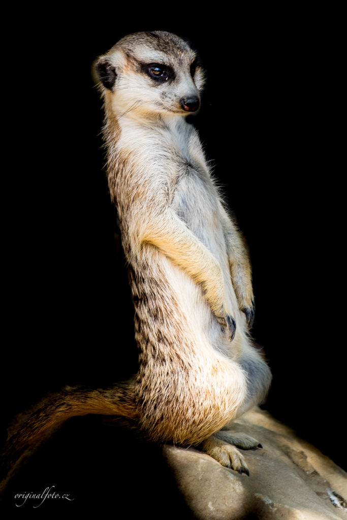 Focení zvířat, rodin a svateb - svatební a rodinný fotograf Brno, Praha, Havlíčkův Brod, Vysočina, Ostrava - www.originalfoto.cz