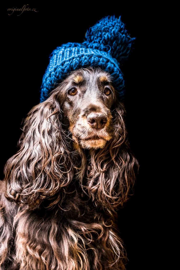 Focení zvířat, rodin a svateb - svatební a rodinný fotograf Brno, Praha, Havlíčkův Brod, Vysočina, Ostrava - www.originalfoto.cz