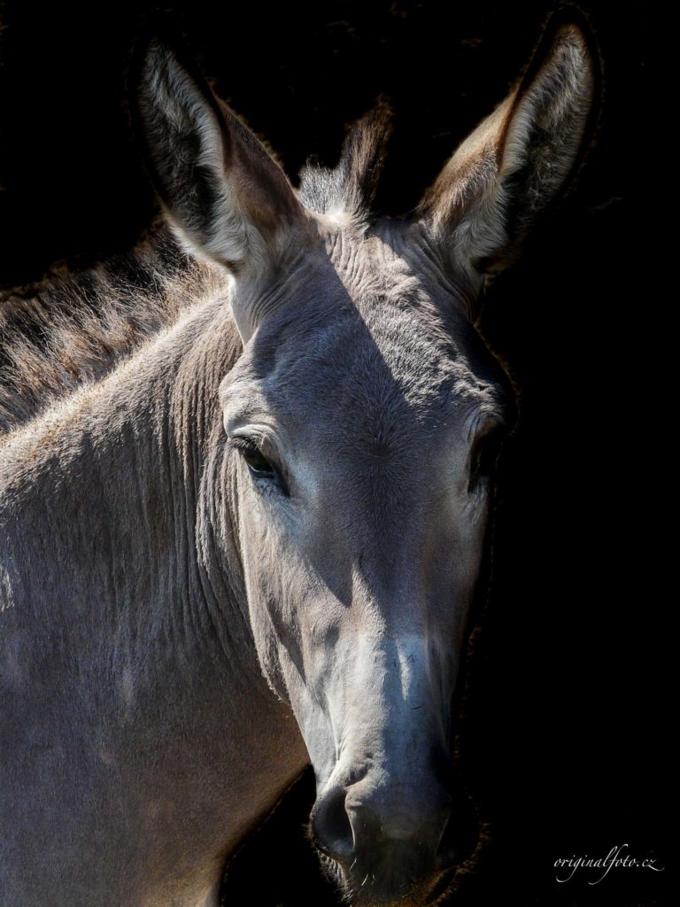Focení zvířat, rodin a svateb - svatební a rodinný fotograf Brno, Praha, Havlíčkův Brod, Vysočina, Ostrava - www.originalfoto.cz