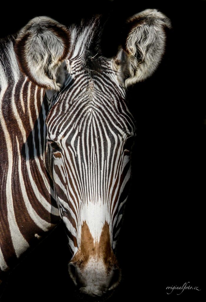 Focení zvířat, rodin a svateb - svatební a rodinný fotograf Brno, Praha, Havlíčkův Brod, Vysočina, Ostrava - www.originalfoto.cz