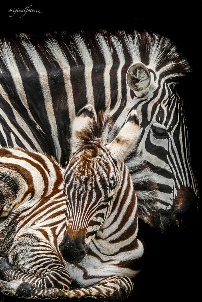 Focení zvířat, rodin a svateb - svatební a rodinný fotograf Brno, Praha, Havlíčkův Brod, Vysočina, Ostrava - www.originalfoto.cz