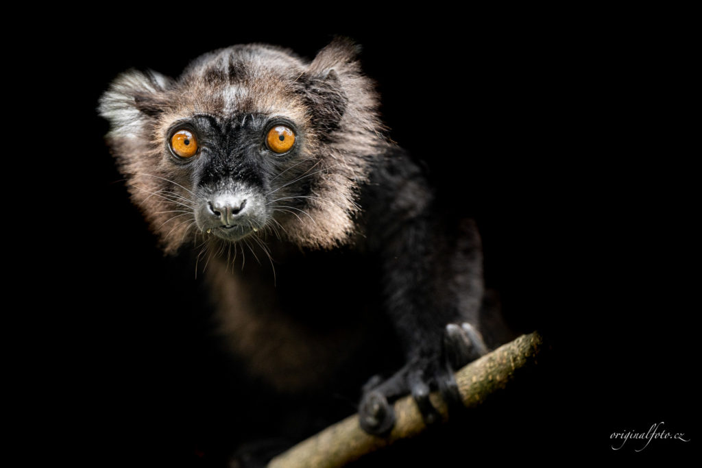 Focení zvířat, rodin a svateb - svatební a rodinný fotograf Brno, Praha, Havlíčkův Brod, Vysočina, Ostrava - www.originalfoto.cz