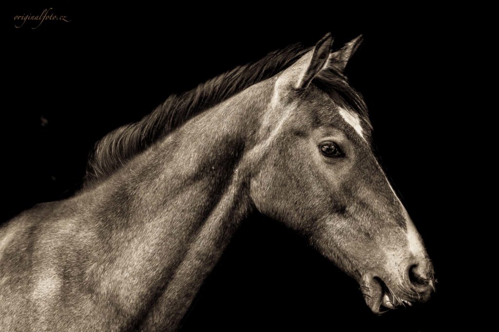 Focení zvířat, rodin a svateb - svatební a rodinný fotograf Brno, Praha, Havlíčkův Brod, Vysočina, Ostrava - www.originalfoto.cz