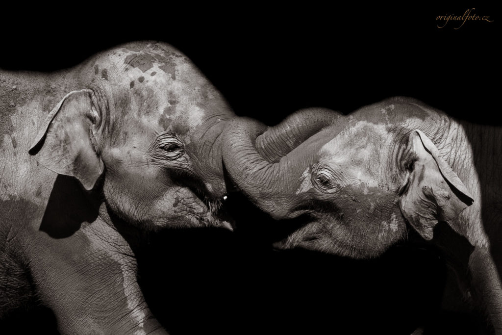 Focení zvířat, rodin a svateb - svatební a rodinný fotograf Brno, Praha, Havlíčkův Brod, Vysočina, Ostrava - www.originalfoto.cz