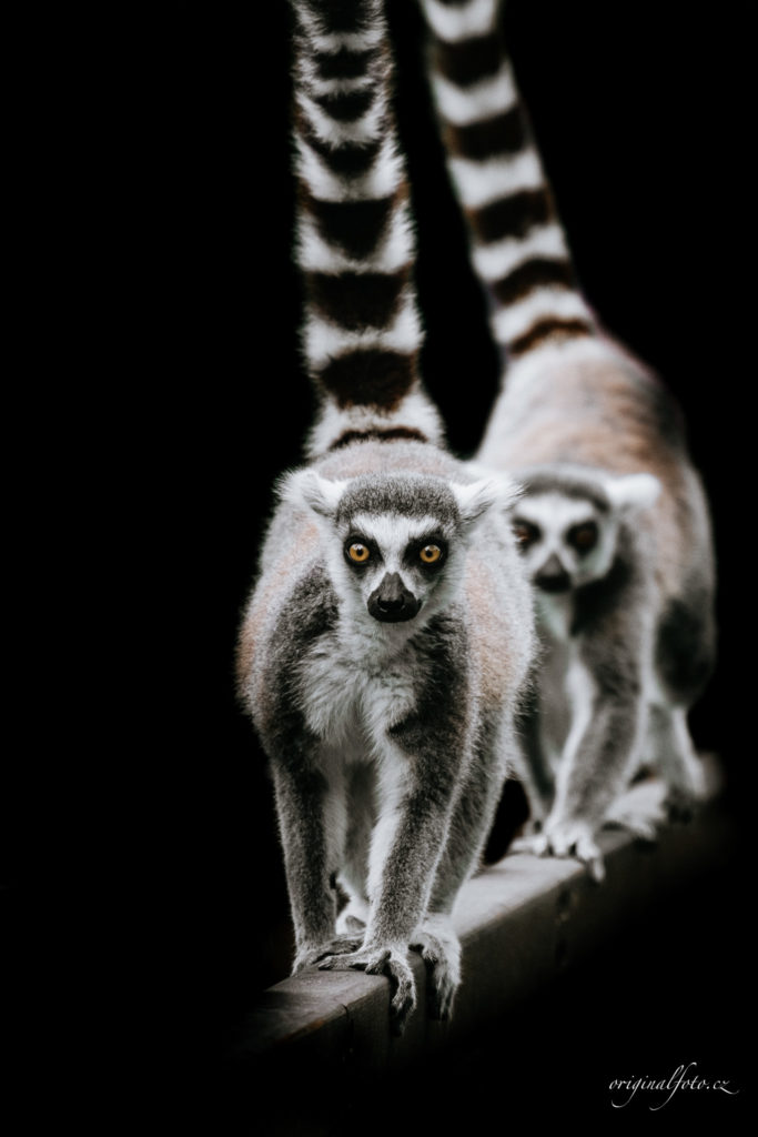 Focení zvířat, rodin a svateb - svatební a rodinný fotograf Brno, Praha, Havlíčkův Brod, Vysočina, Ostrava - www.originalfoto.cz