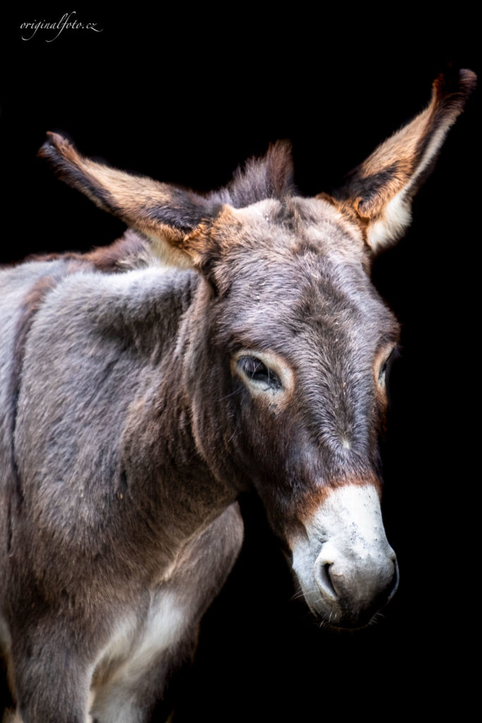 Focení zvířat, rodin a svateb - svatební a rodinný fotograf Brno, Praha, Havlíčkův Brod, Vysočina, Ostrava - www.originalfoto.cz